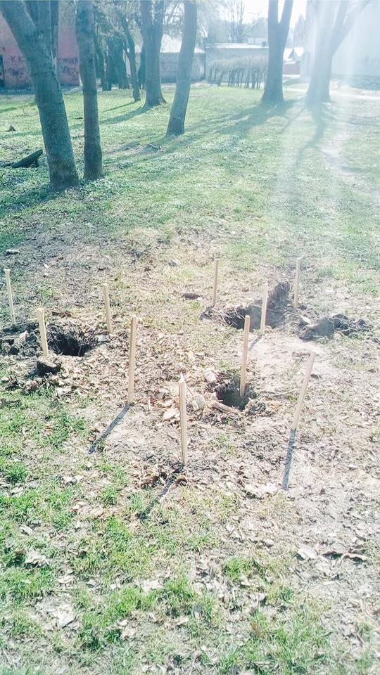 Шукають свідків: в Левандівському парку невідодмі вкрали садженці 50 дерев фото