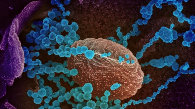 Ця мутація коронавірусу захопила світ. Вчені намагаються знайти причину