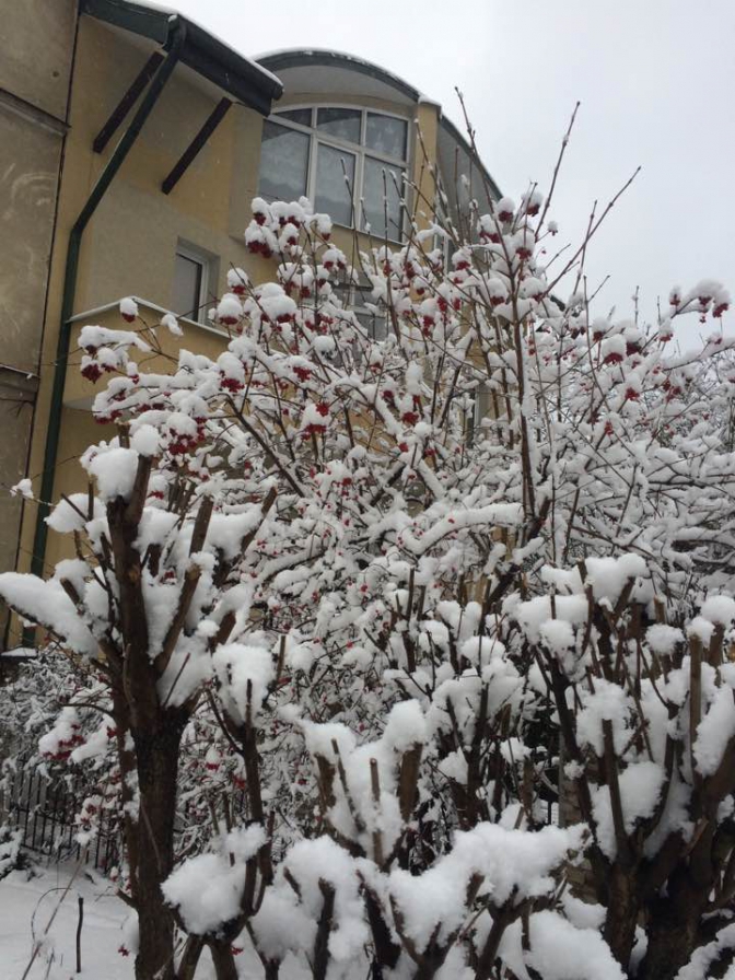 Зимовий настрій: соцмережі заполонили фото засніженого Львова й Карпат фото 7