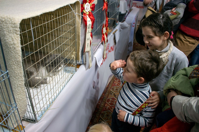 У Львові відбулася міжнародна виставка котів (фото) фото 5