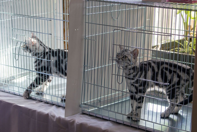 У Львові відбулася міжнародна виставка котів (фото) фото 6