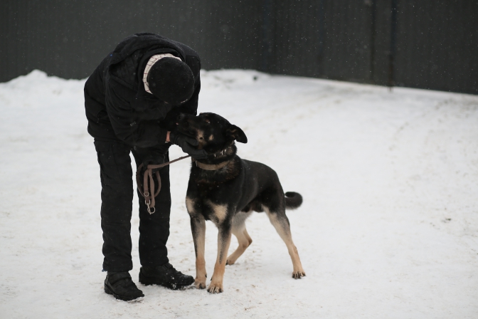 Щоб звикли до людей: львів'ян закликають вигулювати безпритульних собак фото 1