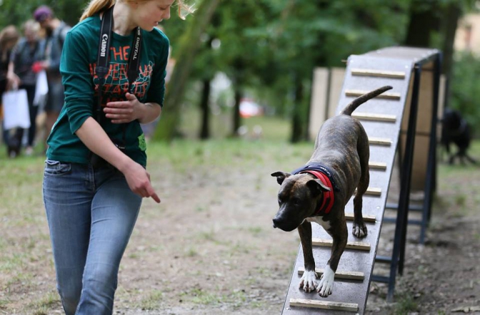 У Львові відкрили безкоштовні тренажери для собачого фітнесу:(фото) фото