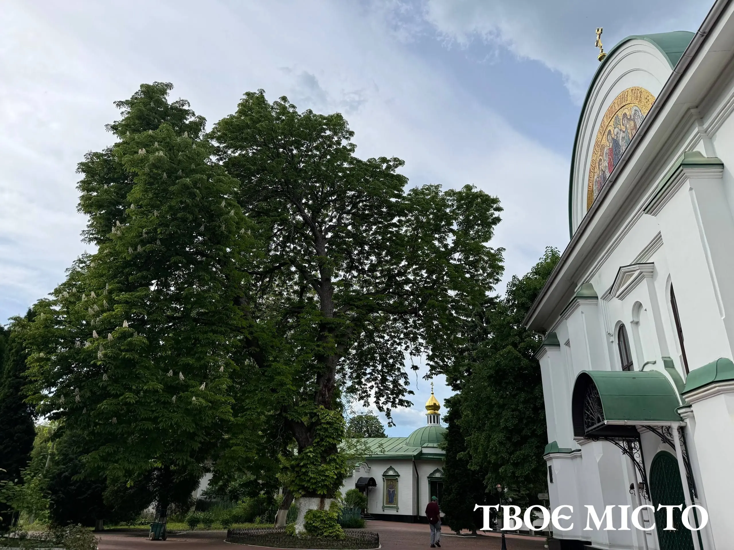 Каштан Петра Могили. Фото: Твоє місто