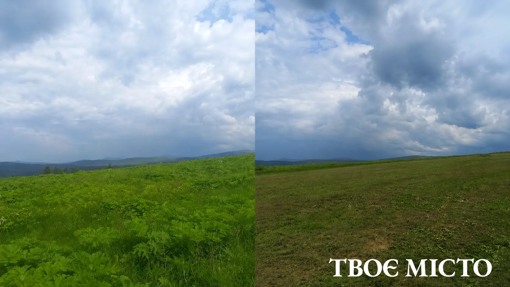 Результат косіння борщівника на Львівщині  