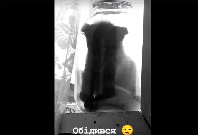 На Львівщині затримали хлопця, який на відео закрив кошеня в банці