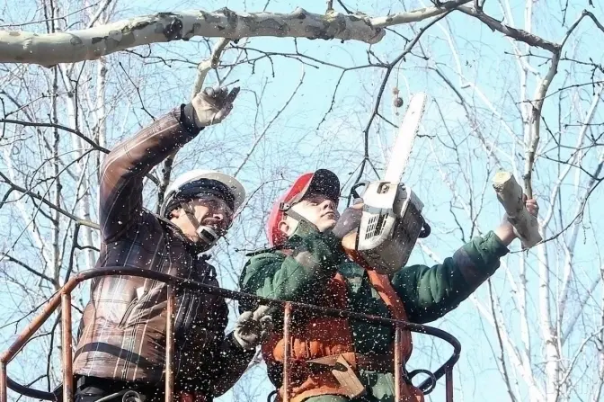 Де у Львові цього тижня зрізатимуть дерева: перелік адрес