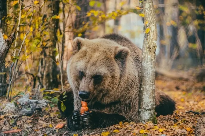 Топ-7 локацій з тваринками біля Львова
