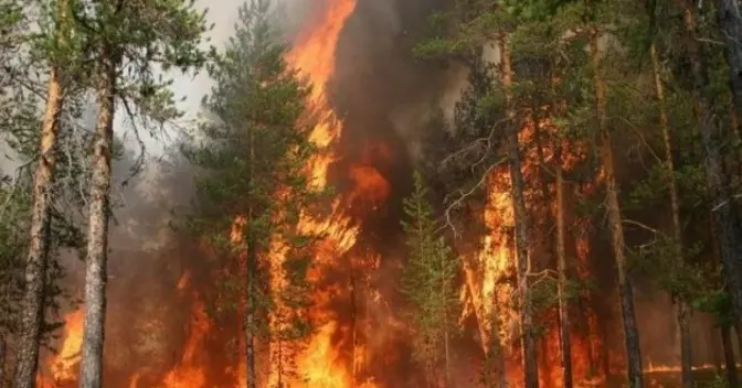 Внаслідок падіння збитого безпілотника на Львівщині горів ліс