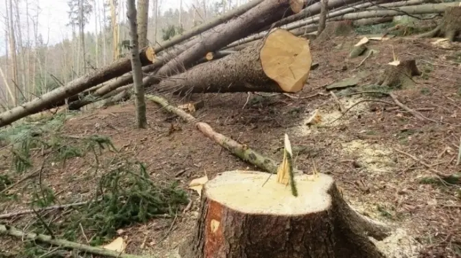 На Львівщині зрізали дерев на понад 200 тисяч грн. Поліція шукає винних