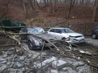 У парку «Залізна Вода» на автомобілі впало дерево. Власники відсудили компенсацію