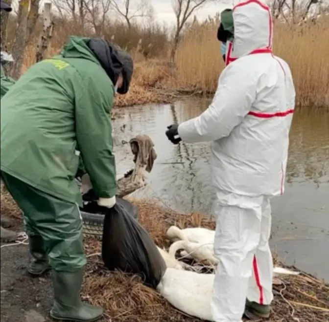 На Львівщині з річки витягнули тіла 38 загиблих лебедів. Зараз там – буферна зона