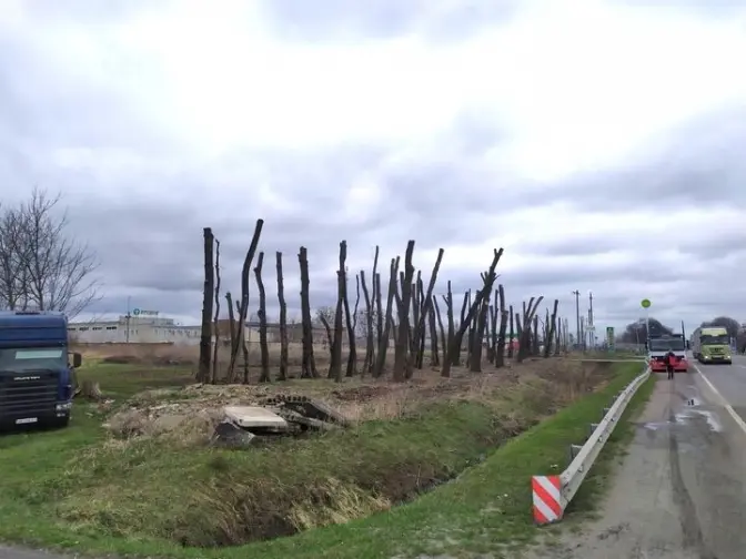 Уздовж траси на Львівщині самовільно вирізали та пошкодили дерева. Фото