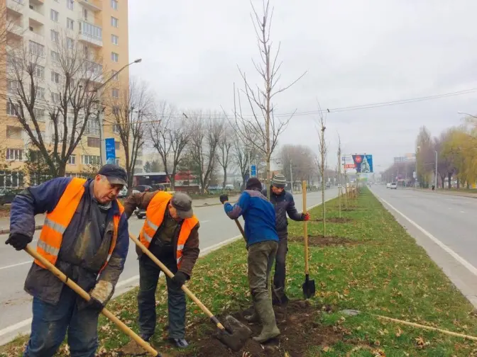 Де, скільки і яких дерев цієї весни висадять у Львові. Перелік