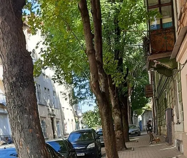 Сьогодні на вулиці Братів Міхновських починають зрізати дерева