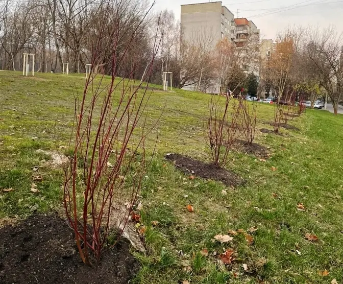 У парку «Замарстинівський» висадять понад тисячу нових рослин