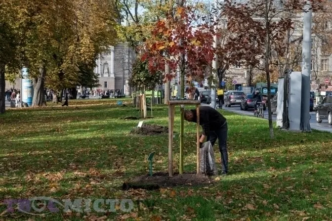У Львові почалася акція «Подаруй місту дерево». Як приєднатися