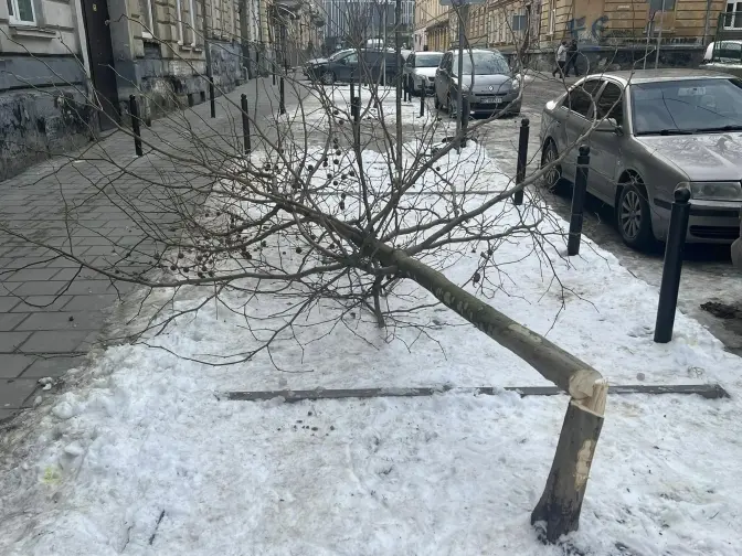 Вночі двоє невідомих зрізали чотири дерева на вулиці Котлярській у Львові
