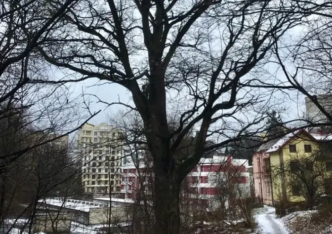 фото олександри сладкової