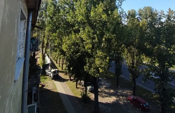 Для будівництва нового ЖК на одній із вулиць Львова зріжуть майже 50 дерев