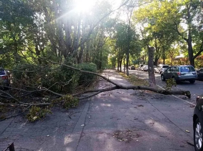 У Києві фіксують падіння дерев через негоду. Є загиблі та травмовані