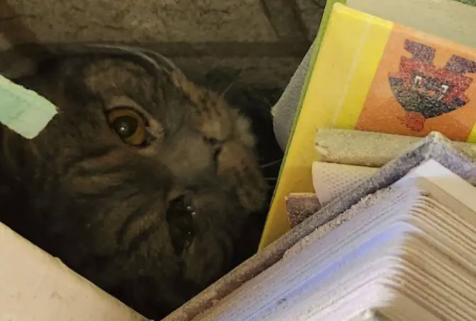 З-під завалів у Шевченківському районі дістали живого кота