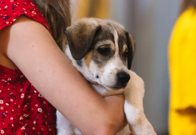 У Києві на ВДНГ проходить фестиваль AdoptMe Days для пошуку домівок тваринам із притулків