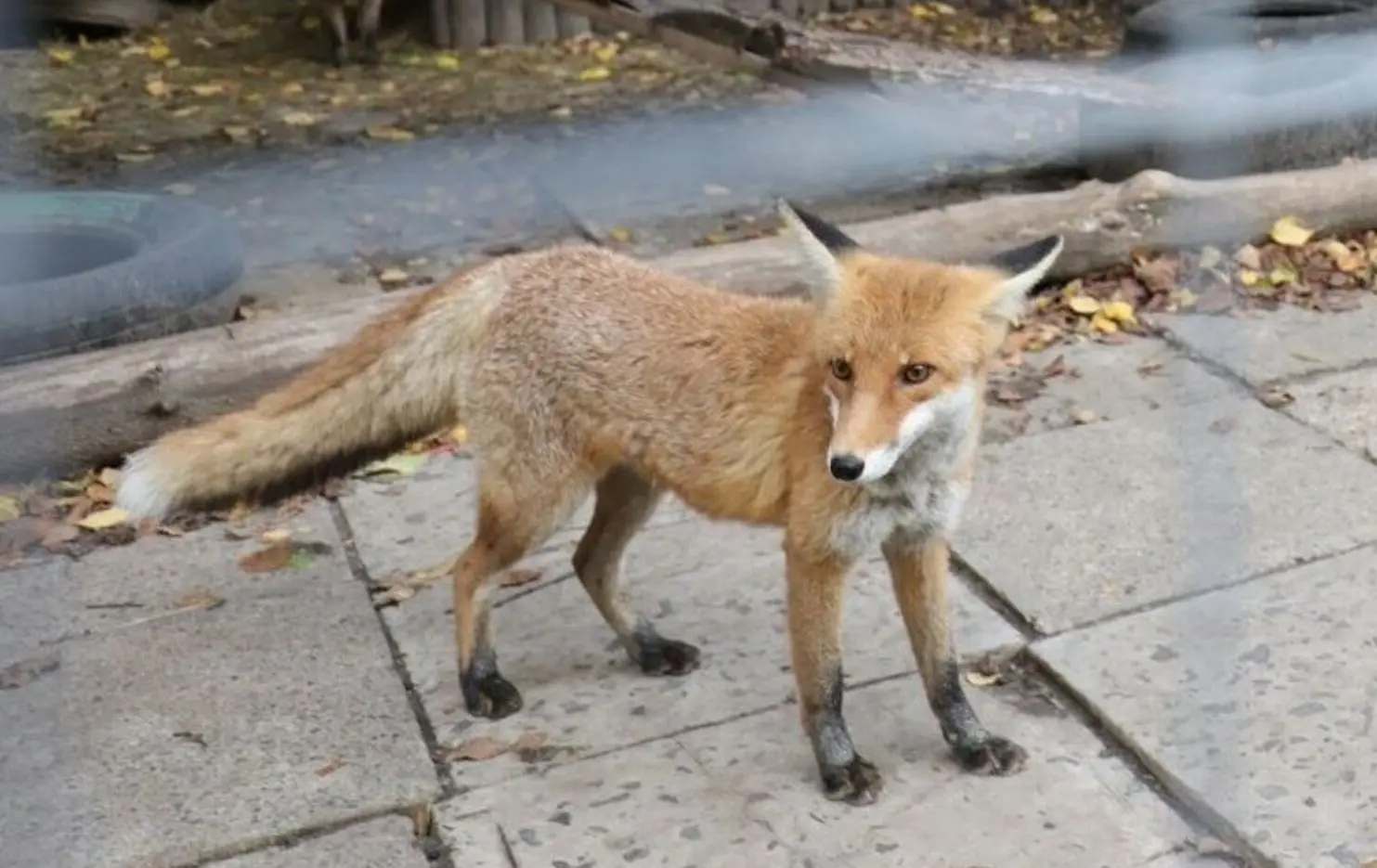На території Львівської громади розкладуть принади з вакциною від сказу для диких тварин