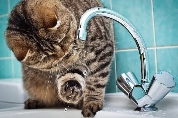 Низка вулиць Львова сьогодні буде без води. Перелік адрес