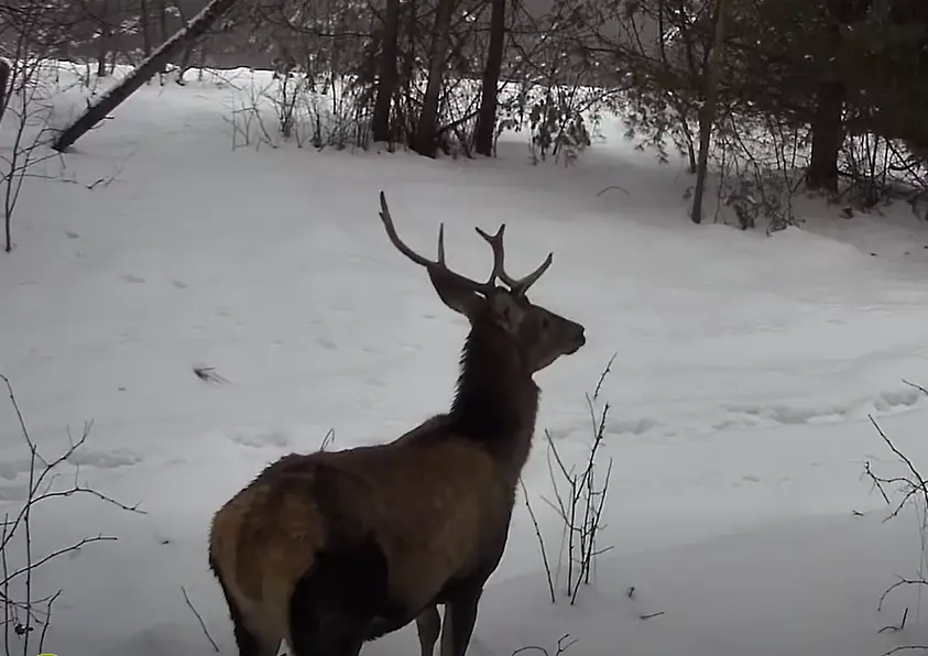 скриншот з відео