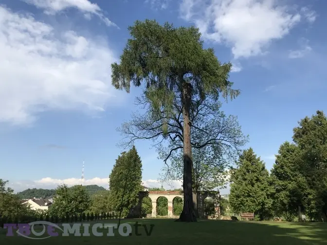 Львів'ян кличуть на концерти в Митрополичих садах. Програма і вартість квитків