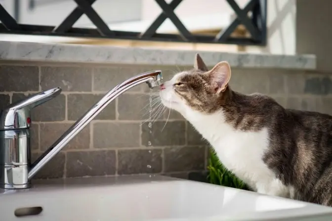 фото умовне