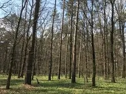 У Львові незаконно приватизували землю державного підприємства у Брюховицькому лісі