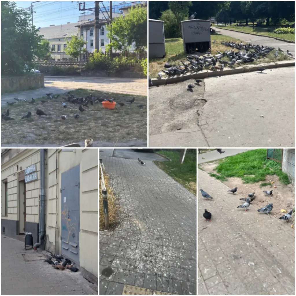 У Львові зареєстрували петицію щодо заборони годування диких голубів