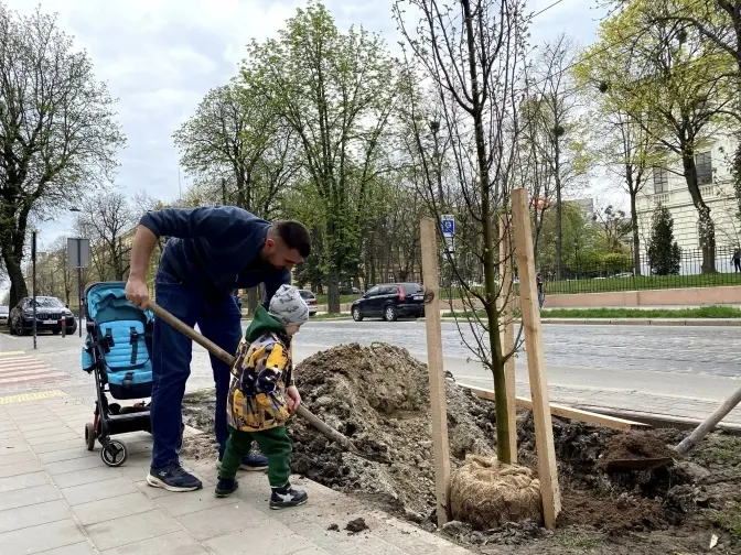 На вулиці Бандери у Львові почали висаджувати дерева