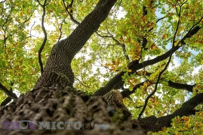 У Львові по-новому доглядатимуть за деревами. Що відомо