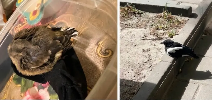 Якщо є загроза життю пташеняти, то його потрібно заб