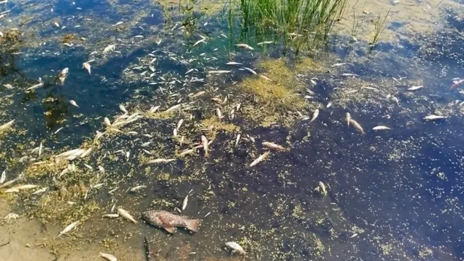 Забруднена вода з Десни днями досягне Київщини