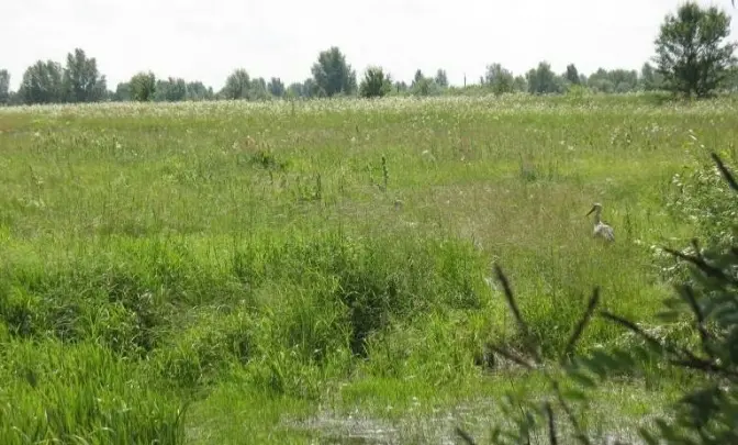 Апеляційний суд повернув у власність киян 375 гектарів заказника «Троєщинські луки». Активісти кажуть, що це не кінець