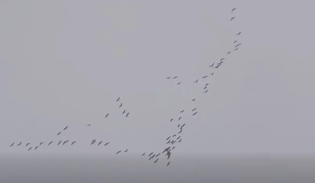 скриншот із відео