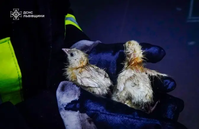 На Львівщині під час пожежі врятували 23 тисячі курчат
