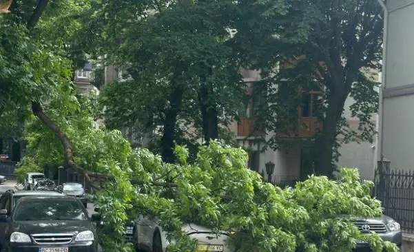 На Богуна у Львові гілляка впала на автівку/Фото із соцмереж