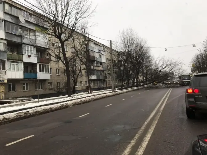 У Львові через негоду впали два дерева. Рух ускладнено