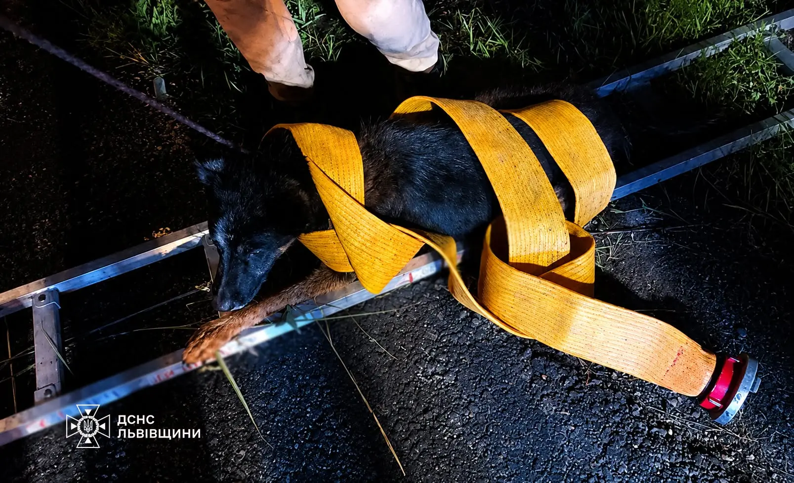 Сьогодні вночі рятувальники витягли з канави собаку / фото ДСНС