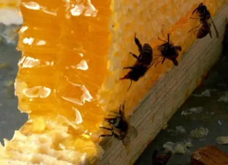 До 24 серпня у Львові триватиме Ярмарок продуктів бджільництва