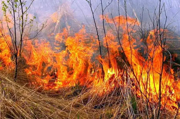 На вулиці Сулими у Львові горить суха трава