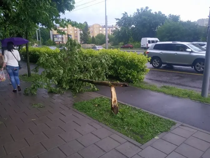 Негода у Львові повалила три десятки дерев