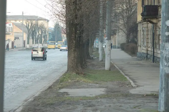 У Львові на вулиці Городоцькій зріжуть 20 дерев
