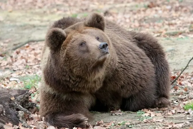 Ведмежий притулок «Домажир» біля Львова відкриває туристичний сезон