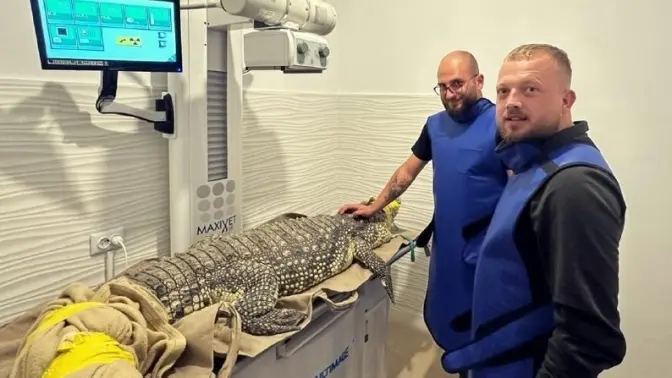 У Львові лікуватимуть крокодила, якого евакуювали із Запоріжжя